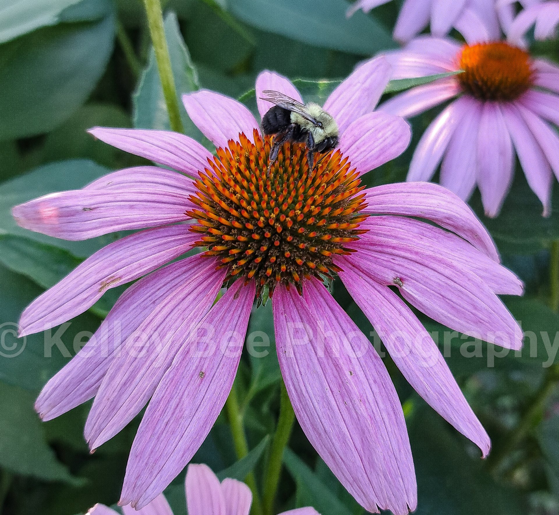 862B501B5Ca34C25Cda7708F15C35C00 V (1)